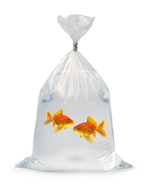 fake goldfish in a bag|realistic goldfish.